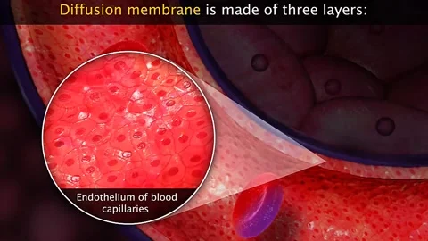 Diffusion membrane of human lungs Stock Footage 322531600