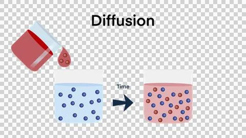 Diffusion is movement of molecules, atoms from a region of higher concentration Stock Illustration