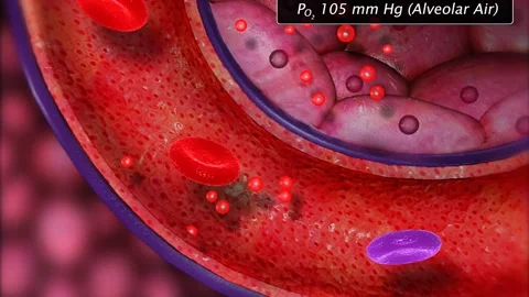 Diffusion of oxygen during respiration Stock Footage 322532571