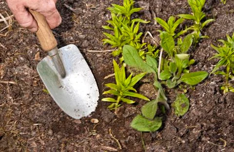 Dig (the Garden) Stock Photos