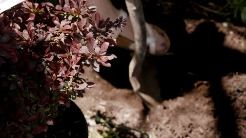 DIG HOLE IN GARDEN IN FLIP FLOPS CHERRY CRIMSON PYGMY RED IN FOREGROUND Stock-Footage 111599991