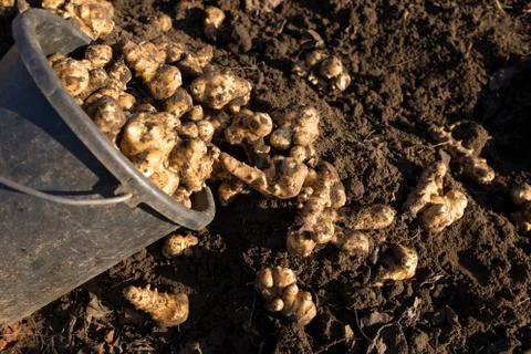 Dig Jerusalem artichok Stock Photos