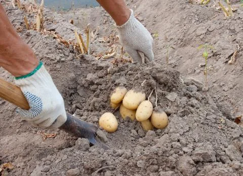 Dig potatoes Stock Photos