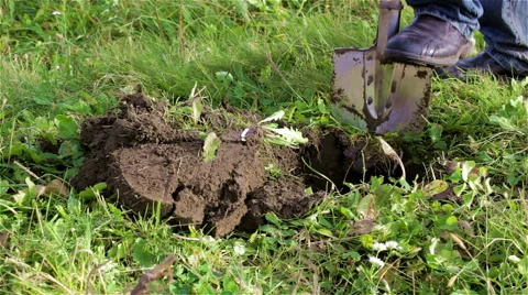 Dig with a shovel Stock Footage 42879116