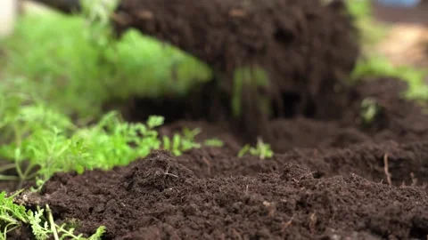 Dig up the soil with green manure plants with a shovel Video stock 166223142