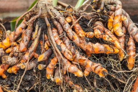 Dig turmeric under the soil Stock Photos