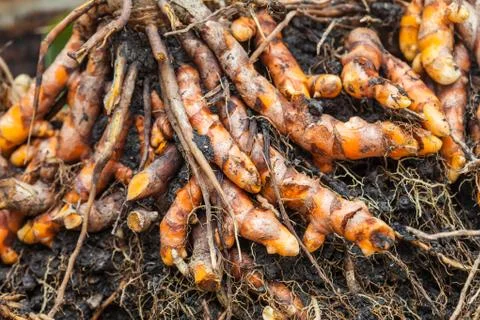 Dig turmeric under the soil Stock Photos