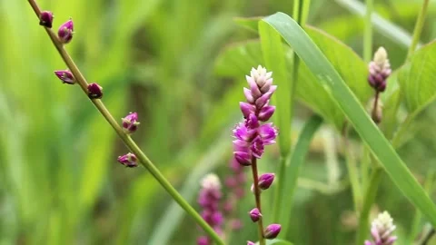 Digera muricata or false Amaranth close up footage Stock Footage 302621986