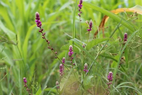 Digera muricata or the False Amaranth Stock Photos