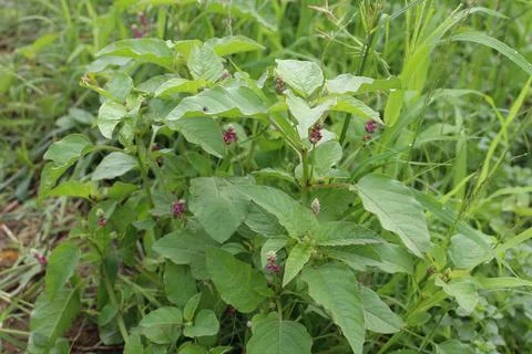 Digera muricata or the False Amaranth Stock Photos