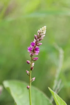 Digera muricata or the False Amaranth Stock Photos