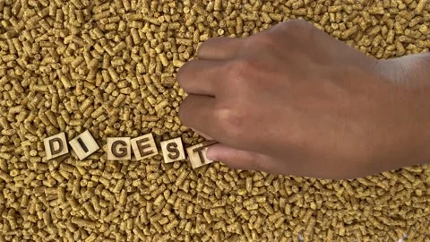 Digestibility for Animal feed Stock Footage 203763157