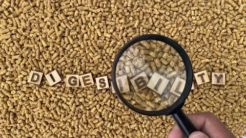 Digestibility for poultry Feed Stock Footage 203763122