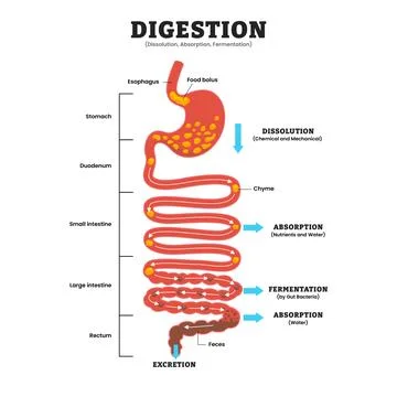 Digestion Dissolution Absorption and Fermentation, educational medical post.. Illustration