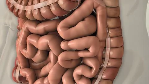 Digestion in the human digestive system. Illustrazione stock