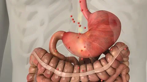 Digestion in the human digestive system. Stock Illustration
