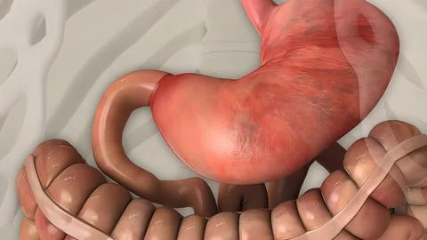 Digestion in the human digestive system. イラスト素材