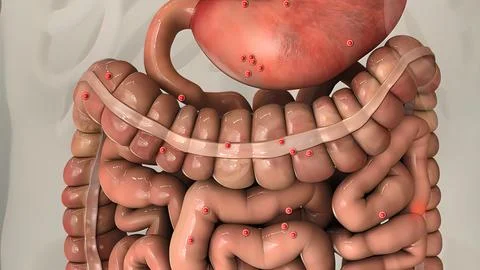 Digestion in the human digestive system. 库存插图