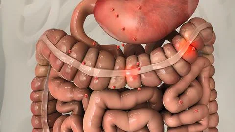 Digestion in the human digestive system. Stock Illustration