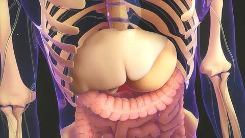 Digestion in the human digestive system. Stockillustratie