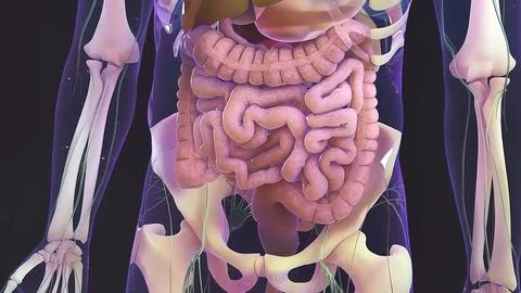Digestion in the human digestive system. Illustrazione stock