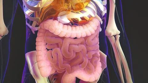 Digestion in the human digestive system. イラスト素材