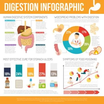 Digestion Infographic Set Stock Illustration