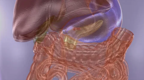 DIGESTION IN STOMACH Stock Footage 43057362