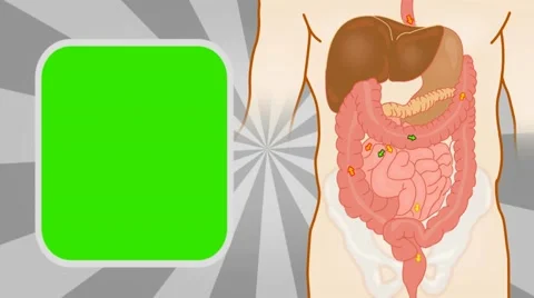 Digestion - Vector Animation - Human Bod... | Stock Video | Pond5