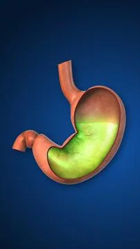 Digestive Acid present in Stomach Ilustración de archivo