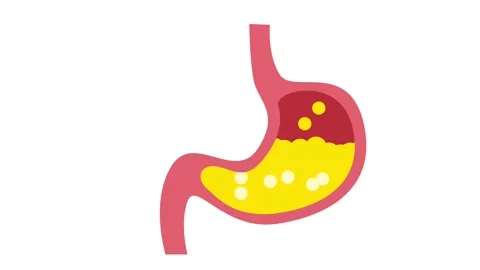 Digestive Breakdown Stock Footage 335639725