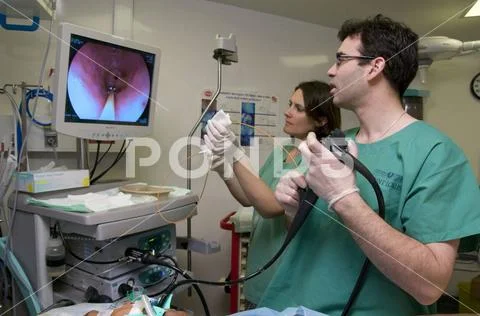 Photograph: Digestive endoscopy Endoscopy unit. Biopsy during a ...