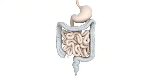 Digestive model Stock Footage 368104