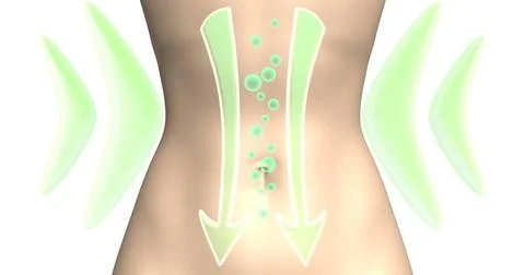Digestive normalization and weight loss process 3d rendered illustration N... Stock Photos