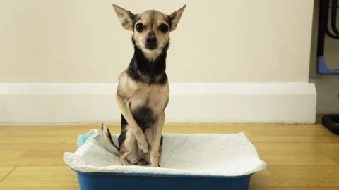 Digestive problems in dogs, cute dog sits at the tray with an absorbent diape Stock Footage 237703766