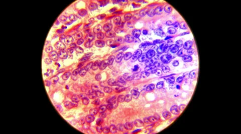 Digestive System 2000x Stock Footage 39806049