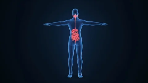Digestive system 3d animation and human anatomy stock video Video stock 114862965