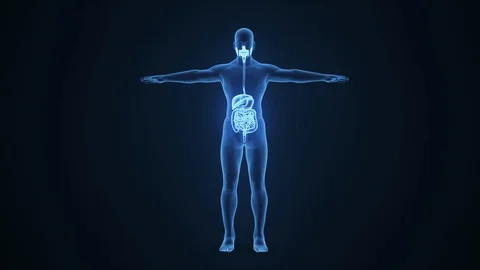Digestive system 3d animation and human anatomy stock video Video stock 114862969