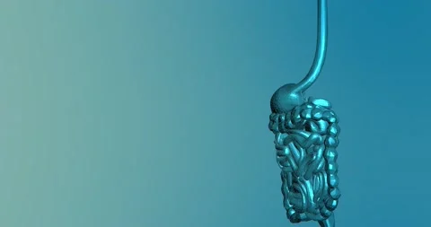 Digestive system 3D model loop animation... | Stock Video | Pond5
