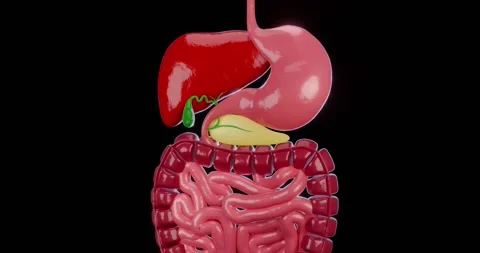 Digestive system 3D, stomach, liver, gall bladder, intestines 4k Stock Footage 282152357