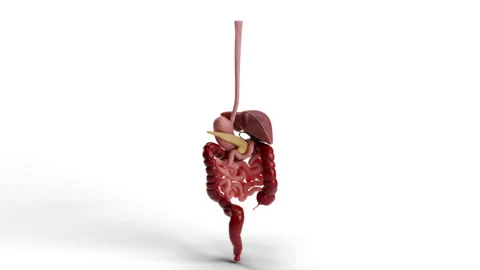 Digestive System 4K Stock Footage 289390084