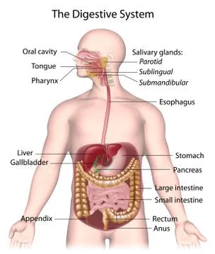 Digestive system with all organs labeled. Stock Illustration