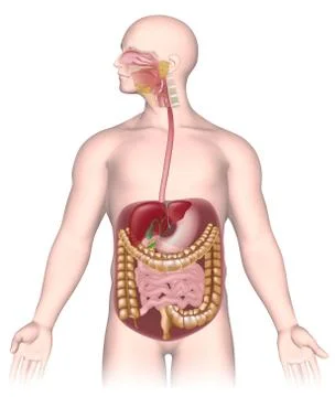 Digestive system with all organs unlabeled. Stock Illustration