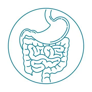 Digestive system anatomic icon in thin line Stock Illustration
