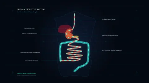 Digestive system anatomy diagram animation with internal organs, human body Stock Footage 346737261