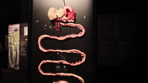 Digestive system anatomy display Stock Footage 331090929