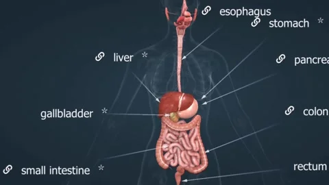 Digestive system anatomy Stock Footage 264770238