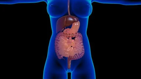 Digestive system Anatomy internal organs liver anatomy For medical concept .. イラスト素材