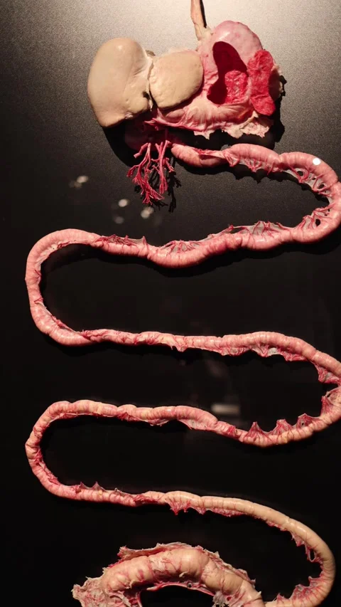 Digestive system anatomy model close up Vídeo Stock 332163764