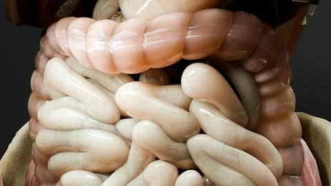 Digestive system anatomy, Realistic large and small intestine, Human internal Stockillustratie